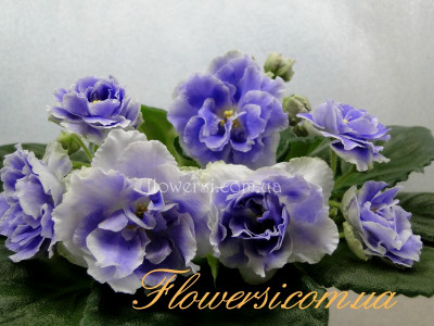 Фиалка РС-Аквамарин 