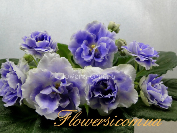 Фиалка РС-Аквамарин 