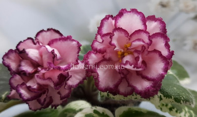 Фиалка ЛЕ-Весеннее очарование