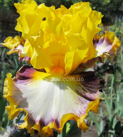 Ирис Колор Безаа,Colour Bazaar, Blyth2013