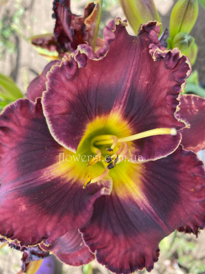 Сеянець № 54