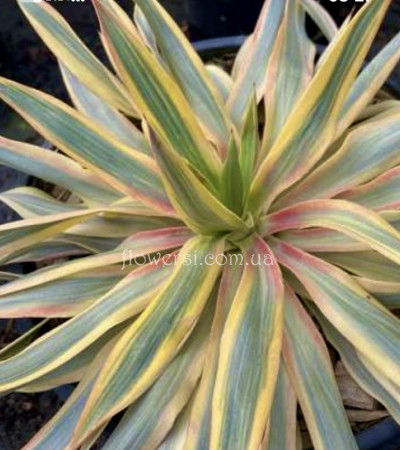 Юкка «Citrus Twist»