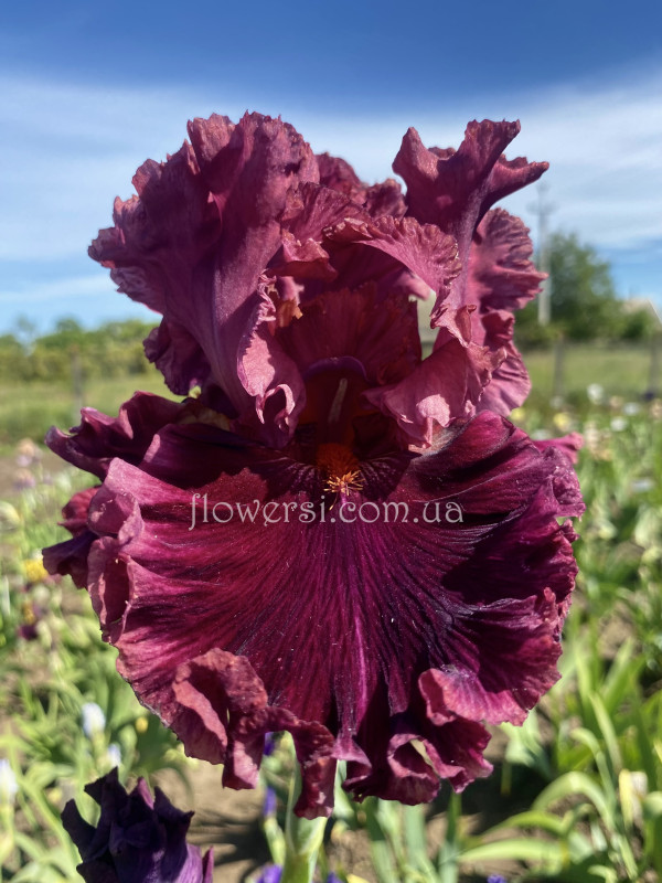 Ірис № 33 (Сіянець Г.Витiвськой)