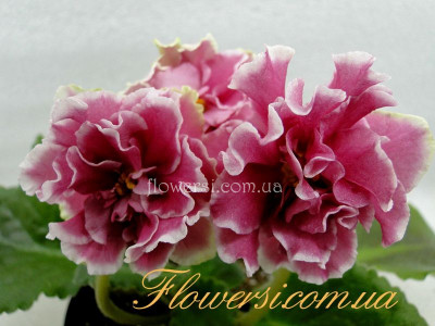 Фиалка АВ-Влечение