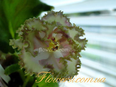  Фіалка ЛЕ-Энигма 