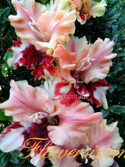 Гладiолус Ярило 