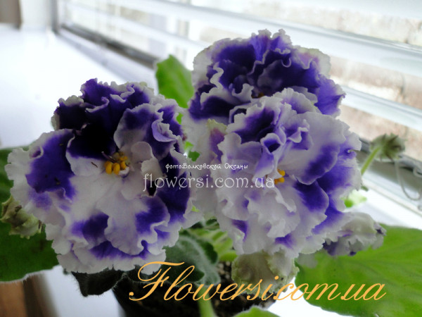 Фиалка НК-Шекспір 