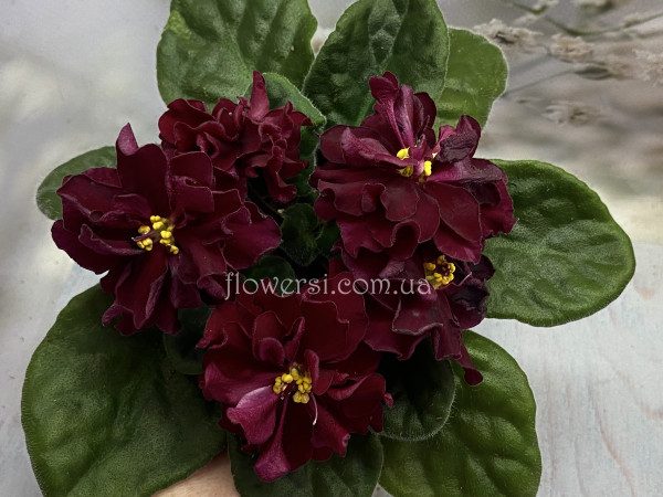  Фіалка АВ-Черный Принц (Фиалковод)