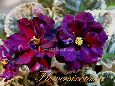 Фиалка  НК-Софія Ротару