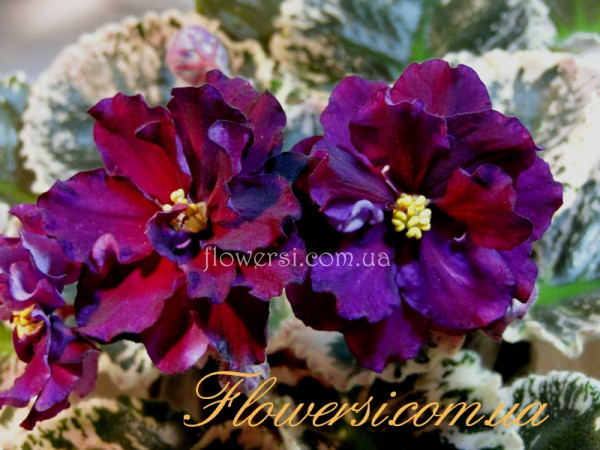 Фиалка  НК-Софія Ротару