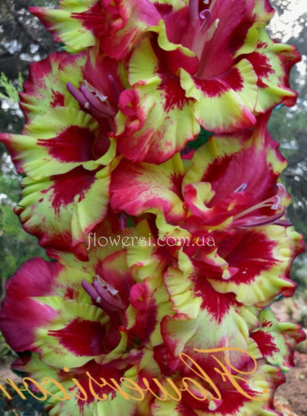 Гладiолус Комплімент 