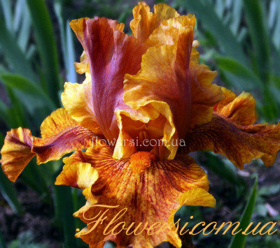 Ирис Визард оф Одс (Wizard of Odds)  