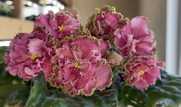 Фиалка АВ-Хурма