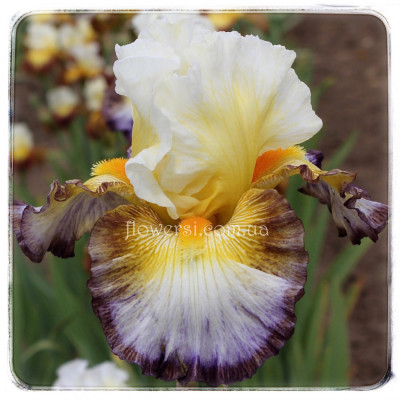 Ирис Так взволнован-So Excited . Johnson 2020  год