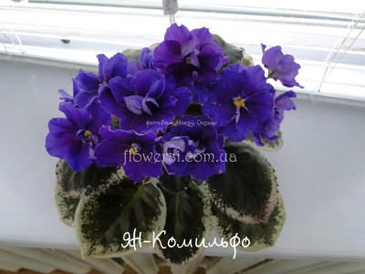 Фіалка ЯН-Комильфо
