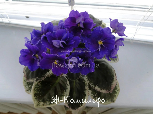 Фіалка ЯН-Комильфо