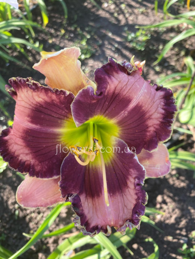 Сеянець № 40