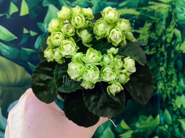 Фіалка Hunter's Cabbage Goddess