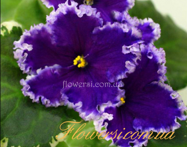 Фиалка РС-Ловелас 