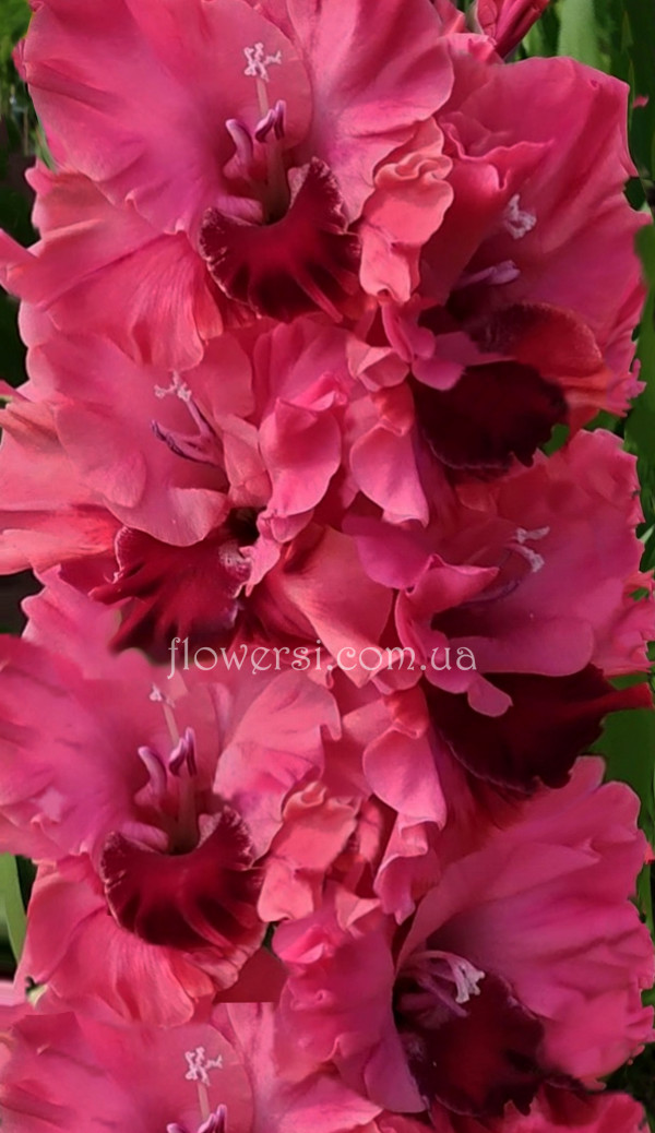  Гладiолус Талiя 