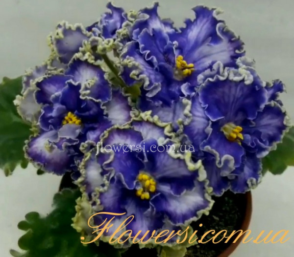 Фиалка АВ-Озерная Фея