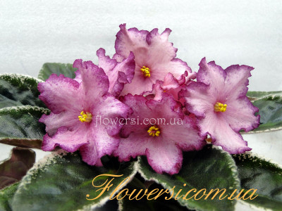 Фиалка Cranberry Crush (Sorano)