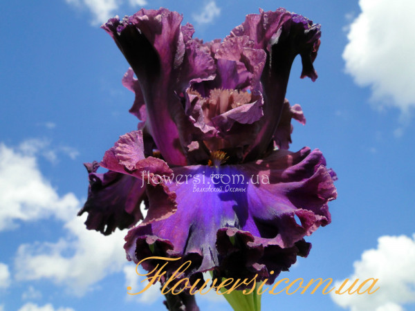 Ирис Сандемейке (Thundermaker) 