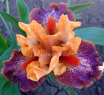 Ирис Елая (Alaia) 2018 год 