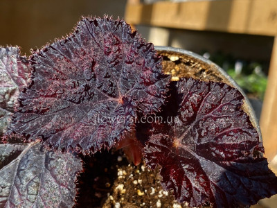 Бегонія DS-Little Treasure