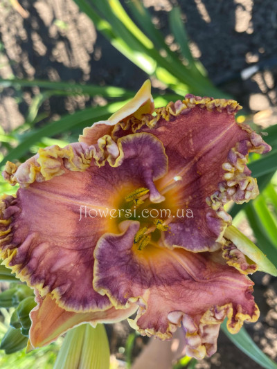 Сеянець № 37