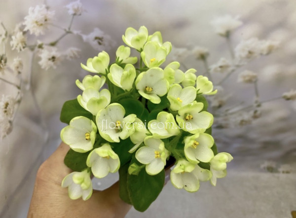 Фіалка Mac's Misty Meadow