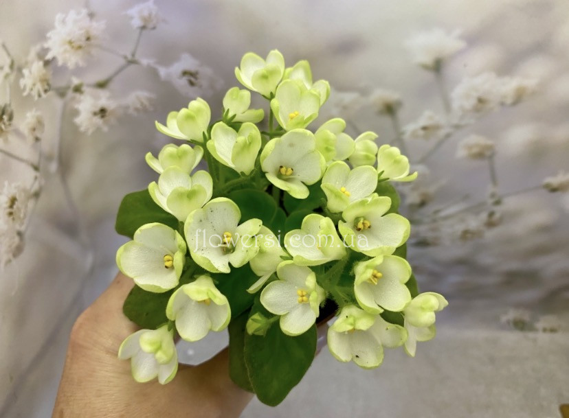 Фіалка Mac's Misty Meadow