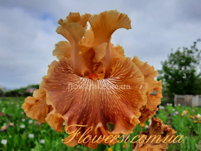 Ірис № 31 (Сіянець Г.Витiвськой)