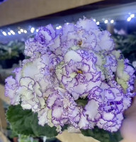 Фиалка АВ-Кринолин