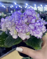 Фиалка АВ-Кринолин