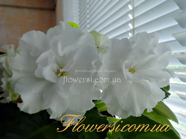 Фиалка ЕК-Зимняя Феерия