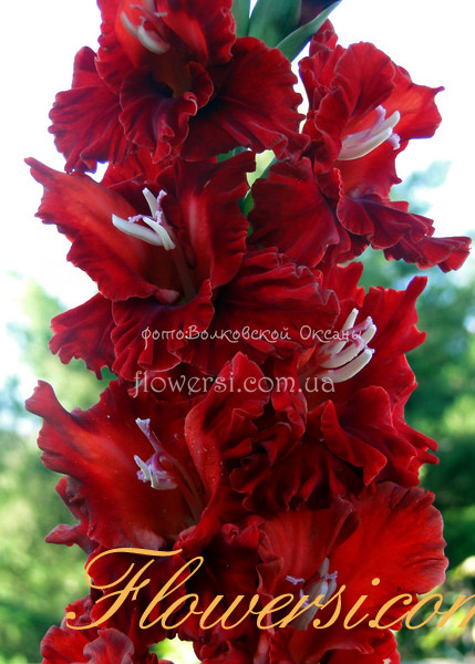 Гладiолус Барст 