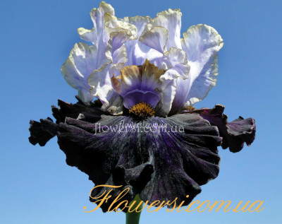 Ирис Эйдж оф зе Волд (Edge of the World)