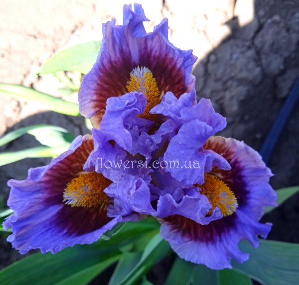 Ирис Вуди Вудпэкэ (Woody Woodpecker )