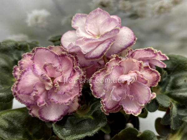 Фиалка АВ-Капучино