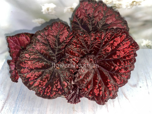 Бегонія DS-Luxury Red