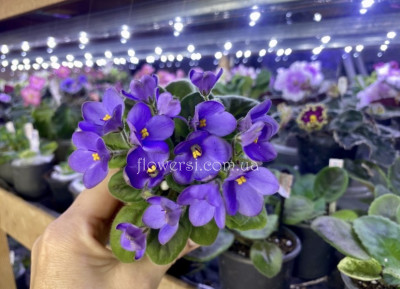 Фіалка Mac's Misty Meadow (спорт)