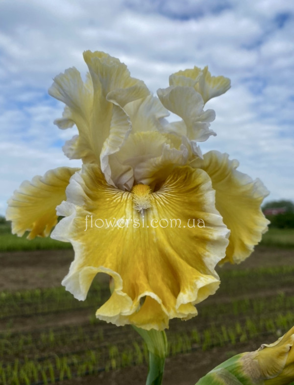 Ірис № 30 (Сіянець Г.Витiвськой)