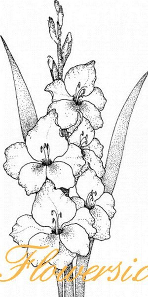  Гладiолус Вакс Раффлз 