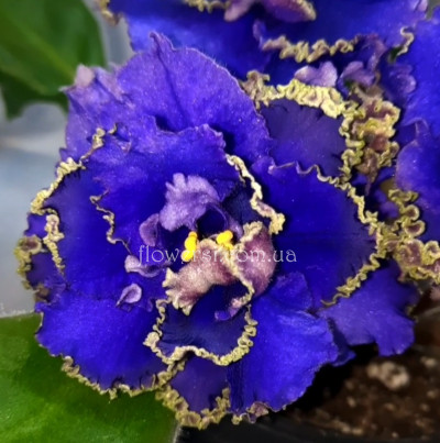 Фиалка АВ-Ди Каприо (Фиалковод) 