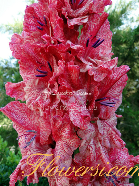  Гладiолус Фiлiгрань 