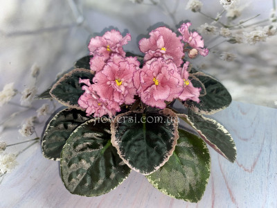 Фиалка ЛЕ-Вера 