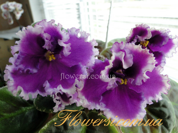  Фіалка Dn-Юна Француженка