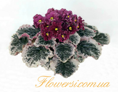 Фиалка Ян-Ностальжи