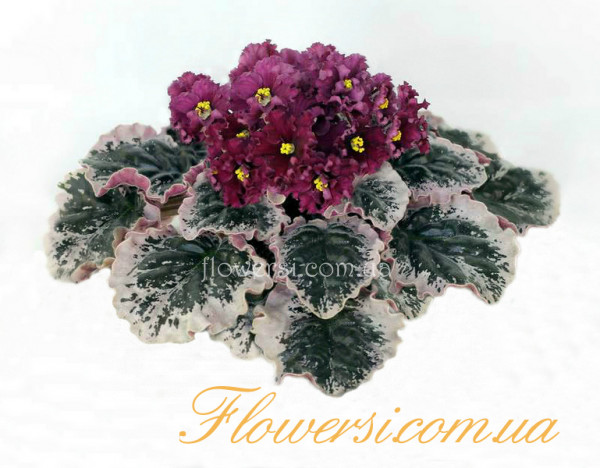 Фиалка Ян-Ностальжи